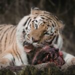 Contoh Predasi di Alam Memahami Interaksi Predator dan Mangsa