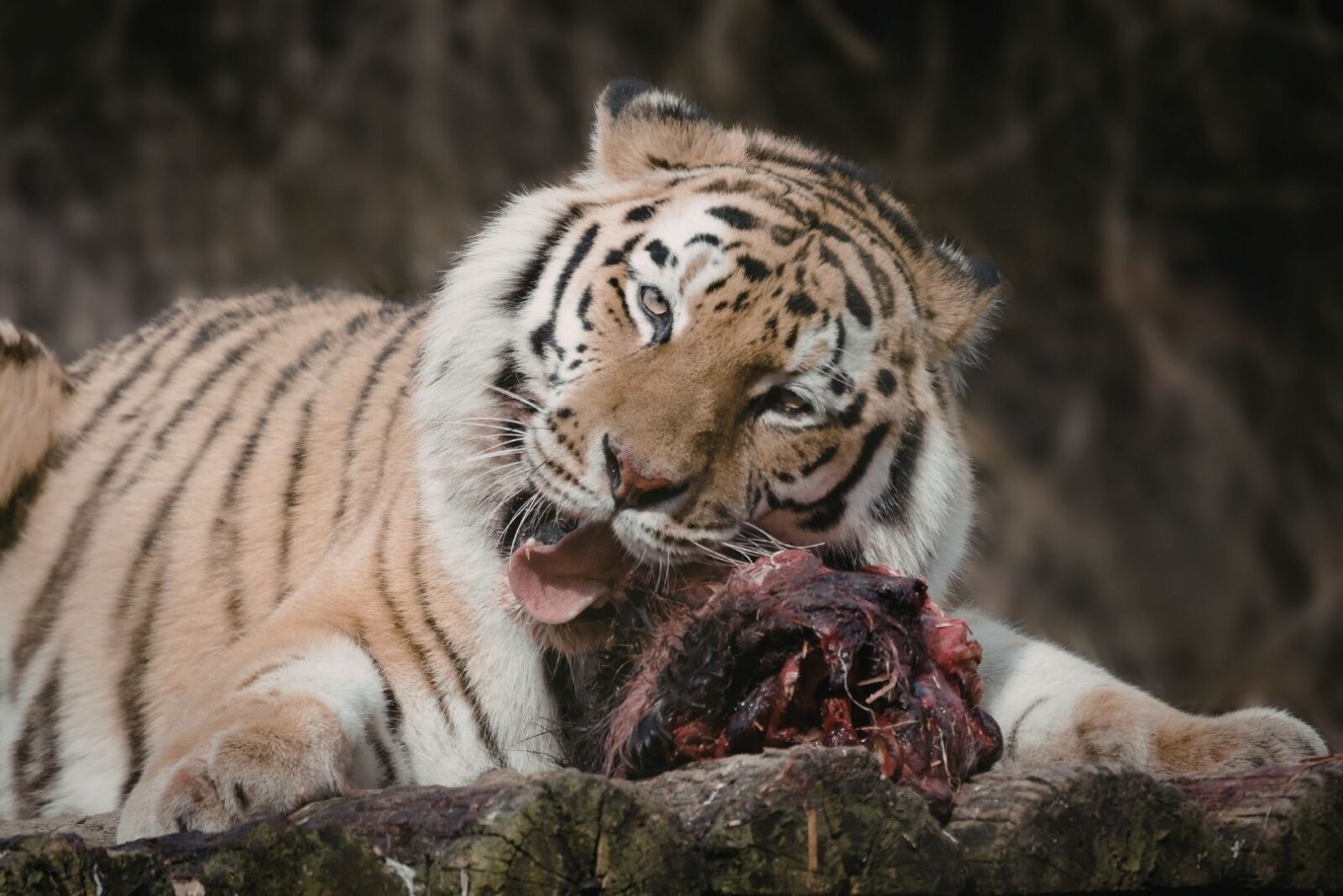 Contoh Predasi di Alam Memahami Interaksi Predator dan Mangsa