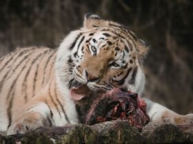 Contoh Predasi di Alam Memahami Interaksi Predator dan Mangsa