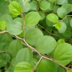 Bahaya Daun Bidara: Manfaat, Risiko, dan Cara Aman Menggunakannya