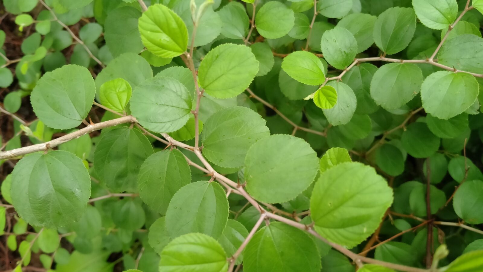 Bahaya Daun Bidara: Manfaat, Risiko, dan Cara Aman Menggunakannya