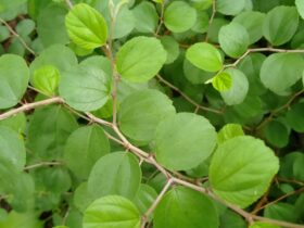 Bahaya Daun Bidara: Manfaat, Risiko, dan Cara Aman Menggunakannya