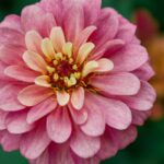 Bunga Sempurna: Pengertian, Ciri, Fungsi, dan Contohnya dalam Kehidupan Sehari-hari