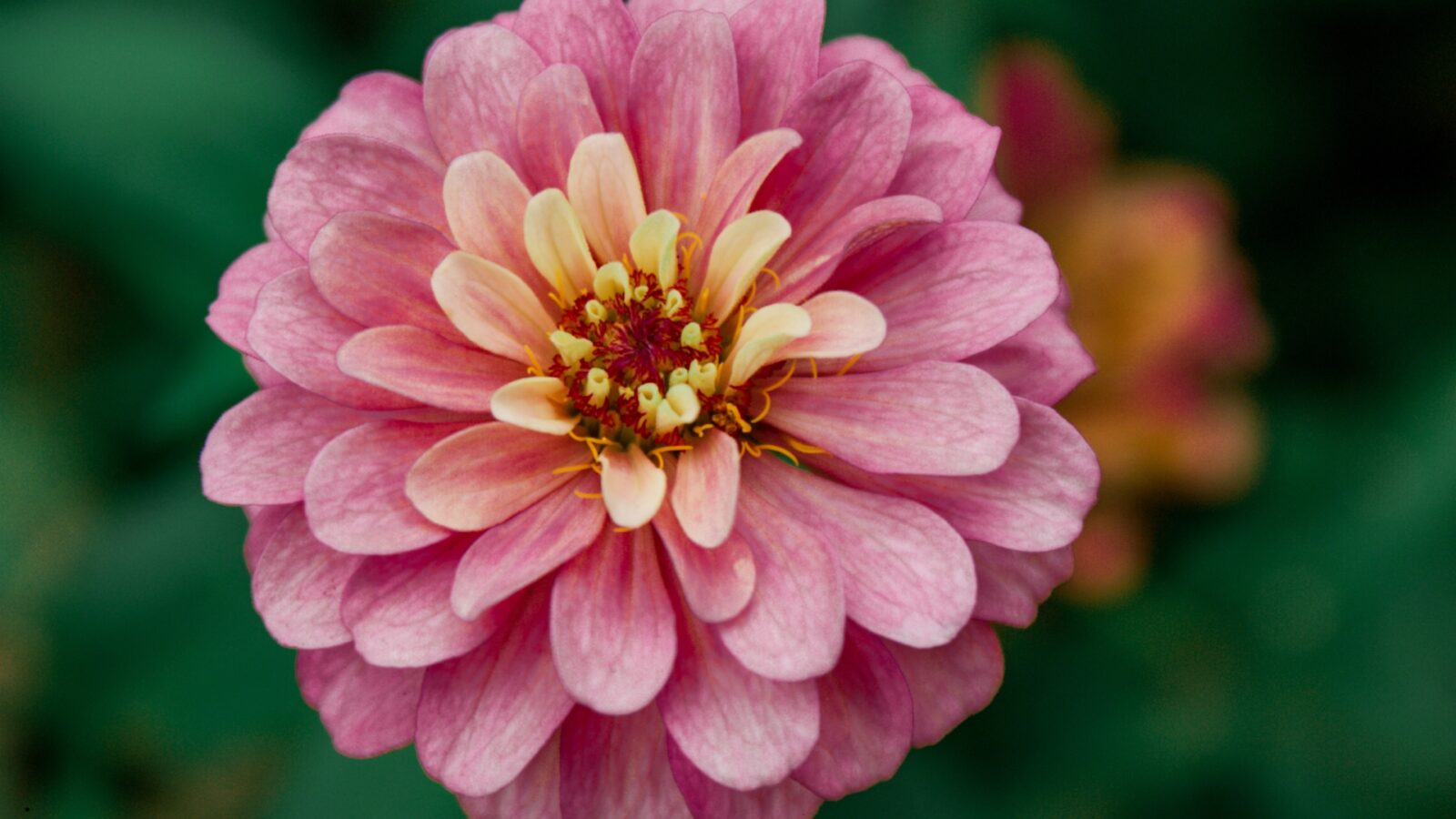 Bunga Sempurna: Pengertian, Ciri, Fungsi, dan Contohnya dalam Kehidupan Sehari-hari