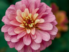 Bunga Sempurna: Pengertian, Ciri, Fungsi, dan Contohnya dalam Kehidupan Sehari-hari