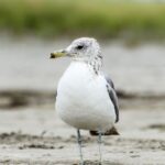 Burung Albatros: Fakta Unik, Habitat, dan Peran Pentingnya di Laut
