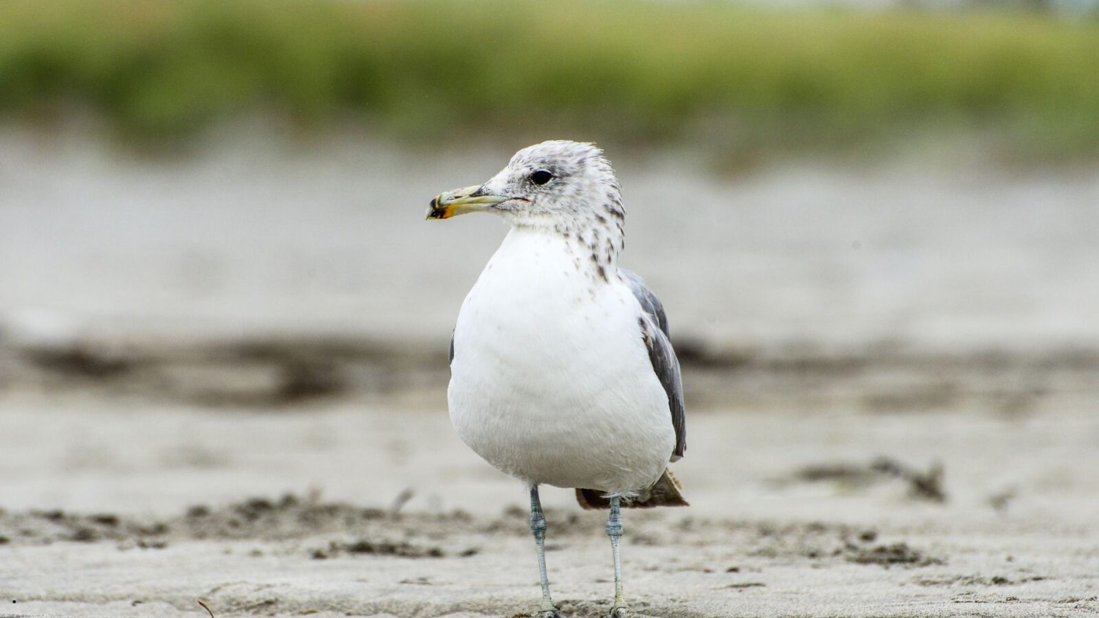 Burung Albatros: Fakta Unik, Habitat, dan Peran Pentingnya di Laut