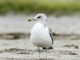 Burung Albatros: Fakta Unik, Habitat, dan Peran Pentingnya di Laut
