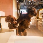 Fosil Manusia Purba: Jejak Evolusi Manusia dari Masa Prasejarah