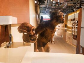 Fosil Manusia Purba: Jejak Evolusi Manusia dari Masa Prasejarah