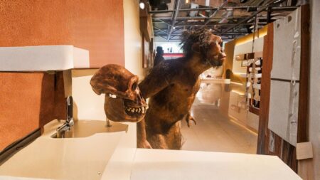 Fosil Manusia Purba: Jejak Evolusi Manusia dari Masa Prasejarah