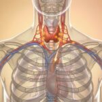 Fungsi Kerongkongan: Peran Penting dalam Sistem Pencernaan Manusia