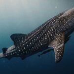 Ikan Laut Dalam: Fakta Unik, Adaptasi, dan Peran Penting di Ekosistem Laut