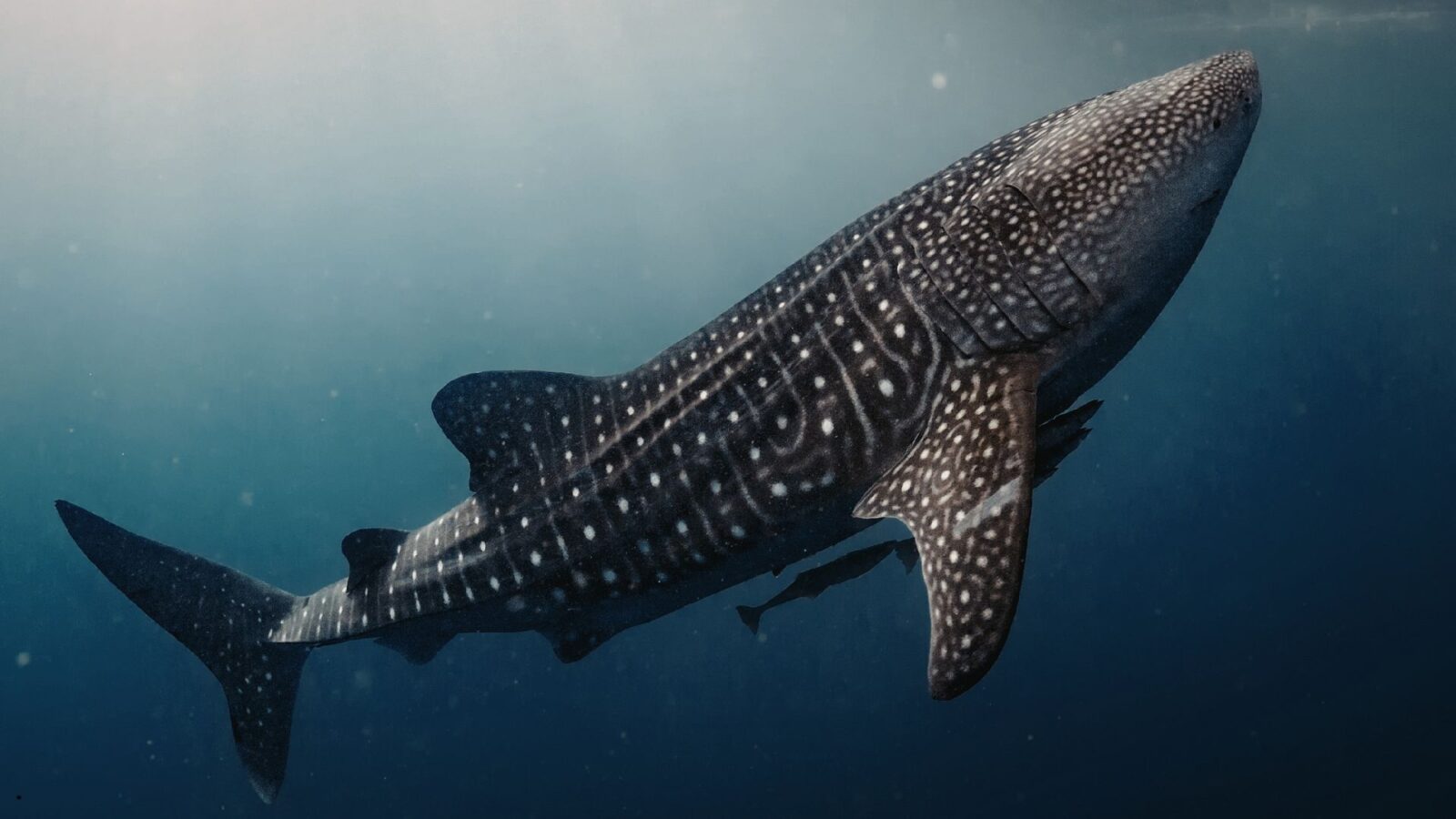 Ikan Laut Dalam: Fakta Unik, Adaptasi, dan Peran Penting di Ekosistem Laut