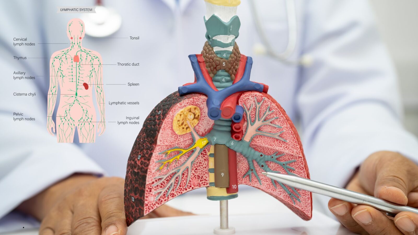 Jelaskan Organ Penyusun Sistem Pernapasan Manusia Beserta Fungsinya Secara Lengkap dan Mudah Dipahami
