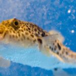 Mengenal Blobfish dan Fakta Uniknya di Laut Dalam