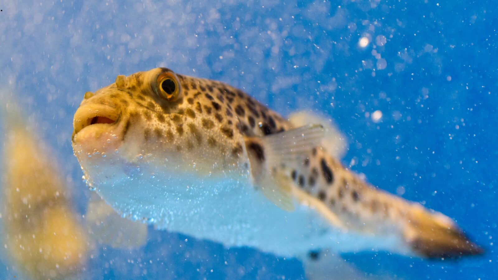 Mengenal Blobfish dan Fakta Uniknya di Laut Dalam