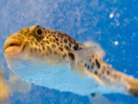 Mengenal Blobfish dan Fakta Uniknya di Laut Dalam