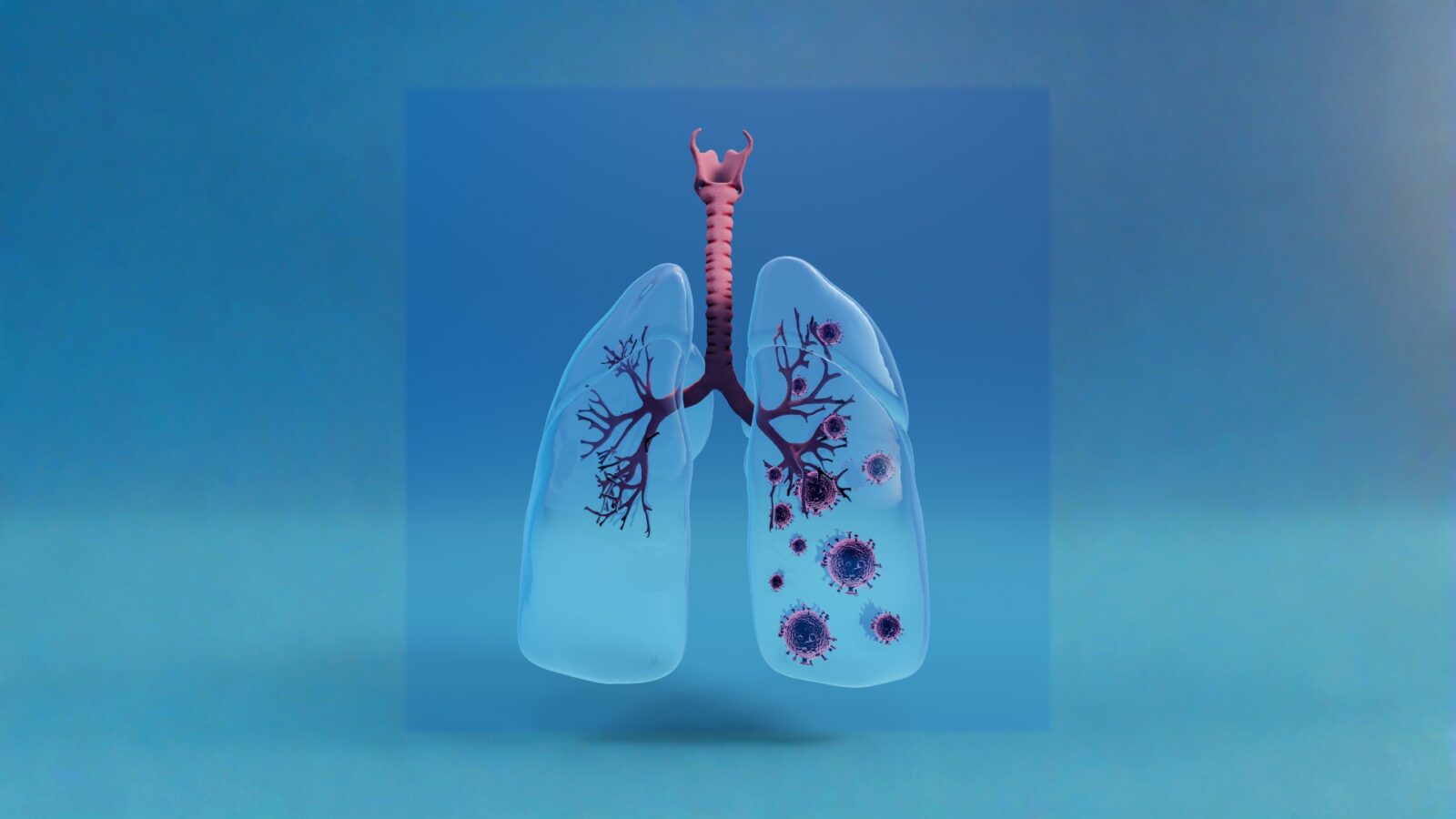 Fungsi Bronkus pada Sistem Pernapasan Manusia Cara Kerja Gangguan dan Cara Menjaganya