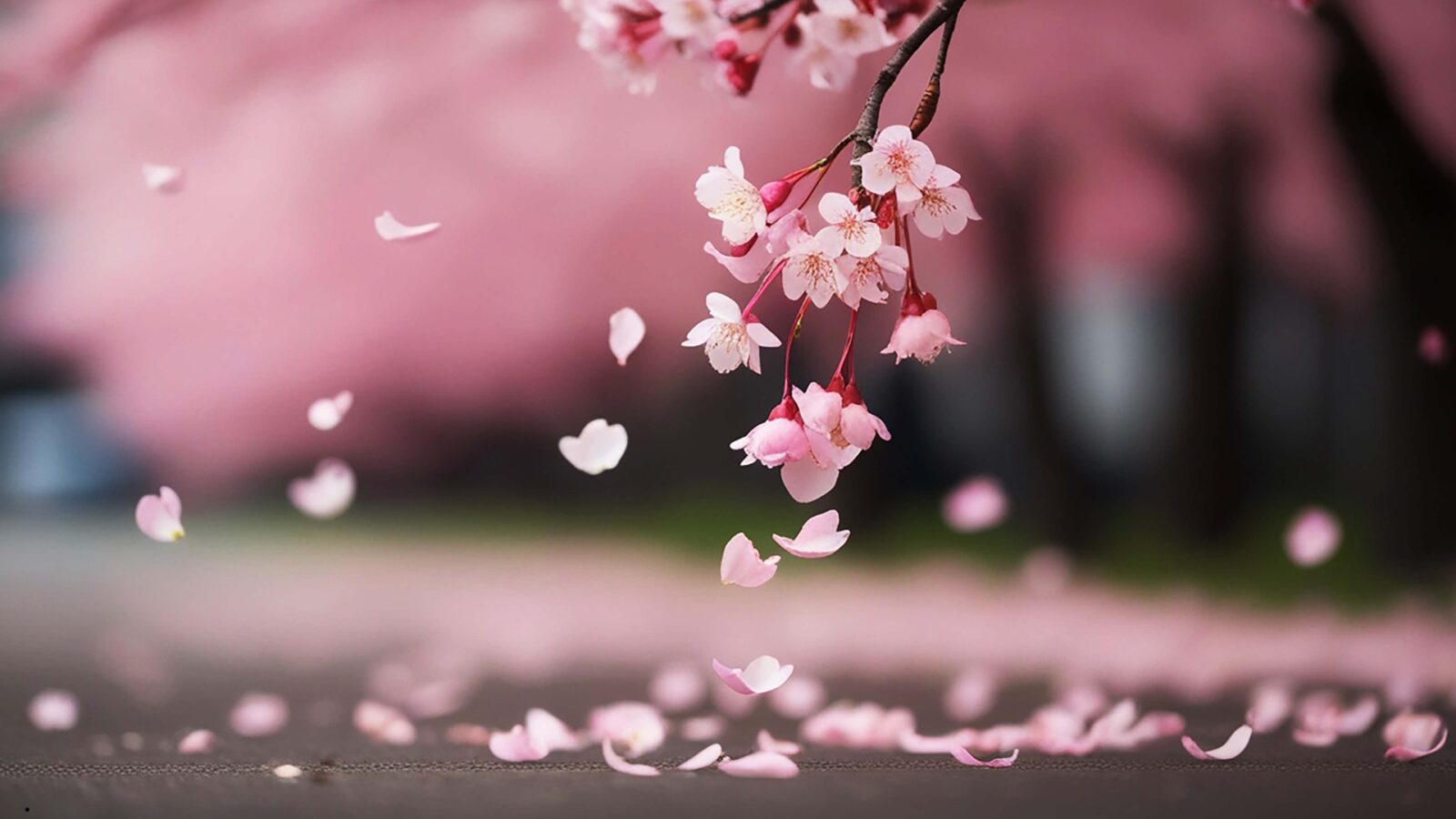 Gugur Bunga: Makna, Sejarah, dan Nilai Kehormatan dalam Lagu Nasional Indonesia