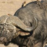 Mutualisme Adalah: Pengertian, Contoh, dan Perannya dalam Kehidupan