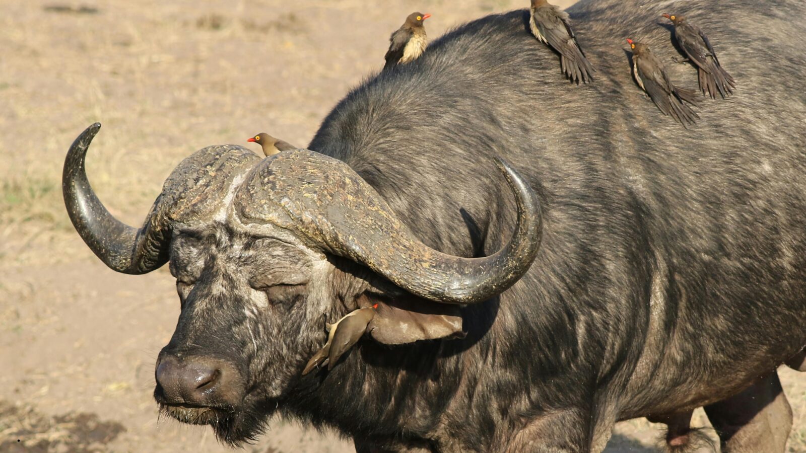 Mutualisme Adalah: Pengertian, Contoh, dan Perannya dalam Kehidupan