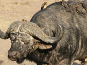 Mutualisme Adalah: Pengertian, Contoh, dan Perannya dalam Kehidupan