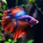 10 Ikan Cupang Tercantik di Dunia yang Bikin Takjub Pecinta Aquascape
