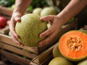 Tips Memilih Melon yang Manis dan Matang Sempurna